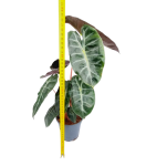 Alocasia Pink Dragon - L