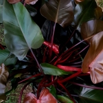 Philodendron Lisa / Majesty