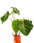 Philodendron gloriosum Dark Form  - poglądowe zdjęcie gatunku