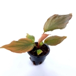 Homalomena rubescens Flaming Red - S