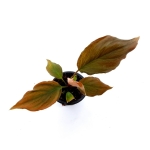 Homalomena rubescens Flaming Red - S