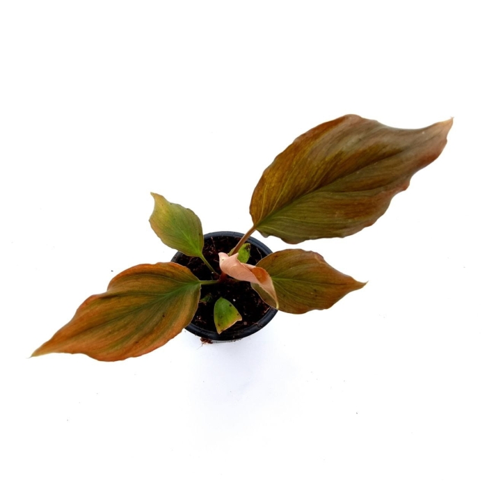 Homalomena rubescens Flaming Red - S