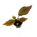 Homalomena rubescens Flaming Red - S