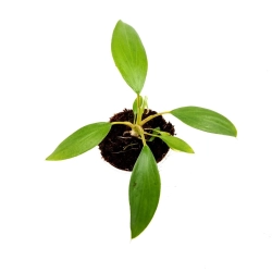 Homalomena Tropical Green