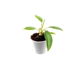 Homalomena Tropical Green - S