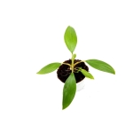 Homalomena Tropical Green - S