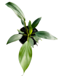 Homalomena Tropical Green - starsza roślina