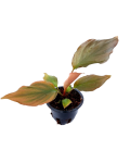 Homalomena rubescens Flaming Red S