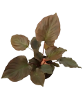 Homalomena rubescens Flaming Red - zdjęcie poglądowe odmiany