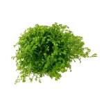 Selaginella apoda - S