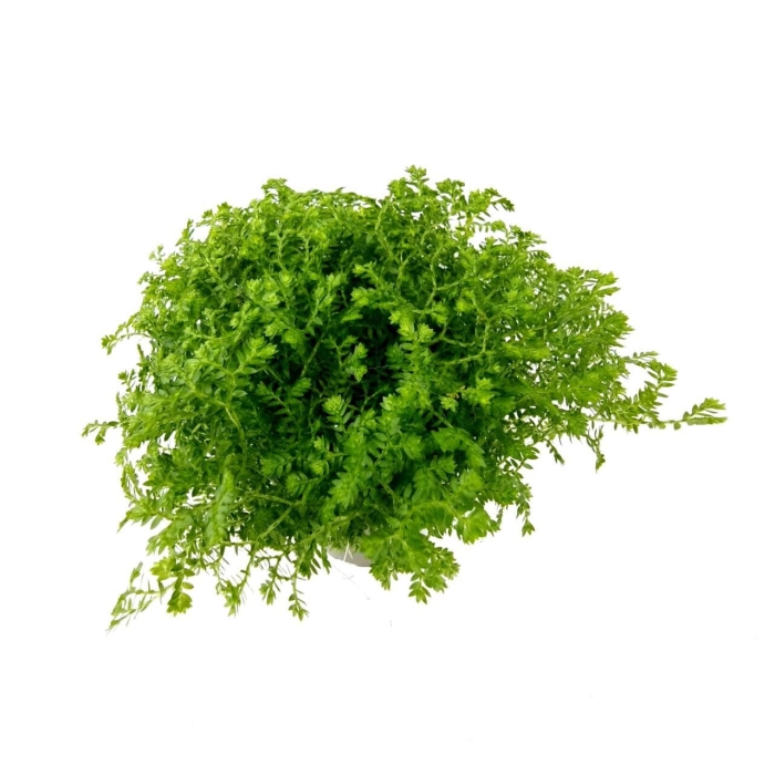 Selaginella apoda - S