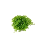 Selaginella apoda - S