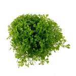 Selaginella apoda - S