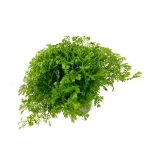 Selaginella apoda - S