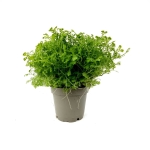 Selaginella apoda - S