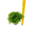 Selaginella apoda - S