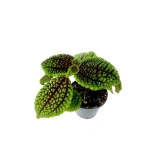 Pilea "Moon Valley" - S