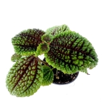 Pilea "Moon Valley" - S