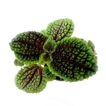 Pilea "Moon Valley" - S