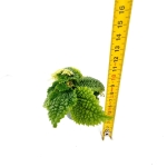 Pilea "Moon Valley" - S