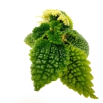 Pilea "Moon Valley" - S