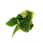 Pilea "Moon Valley" - S
