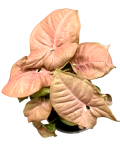 Syngonium Neon robusta L