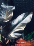 Philodendron Lisa / Majesty