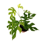Rhaphidophora tetrasperma variegata - L