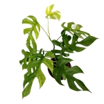 Rhaphidophora tetrasperma variegata - L