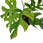 Rhaphidophora tetrasperma variegata - L