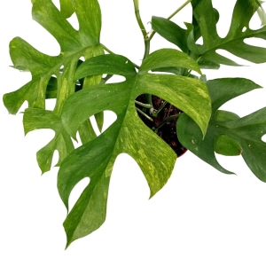 Rhaphidophora tetrasperma variegata - cięty węzeł