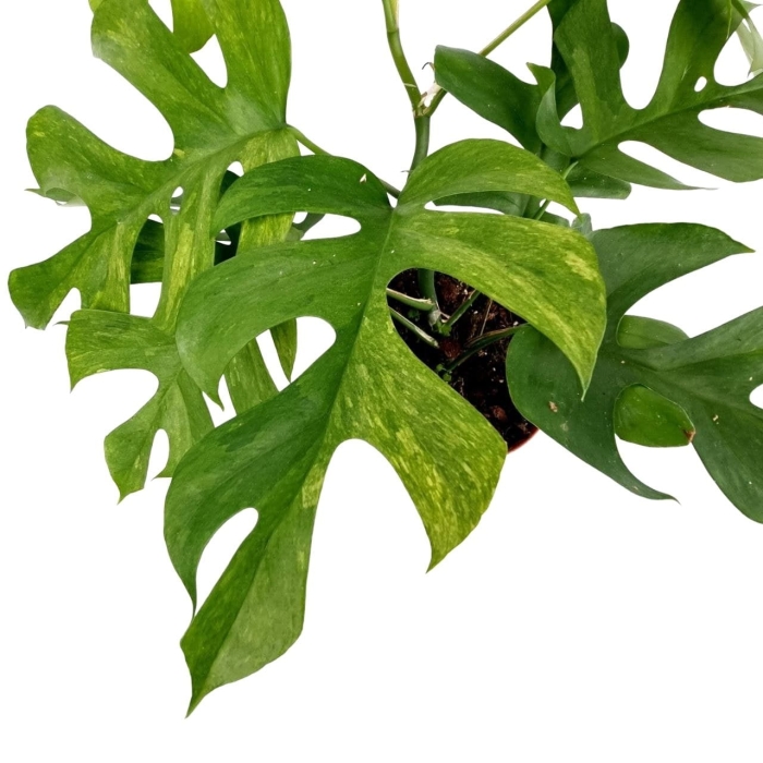 Rhaphidophora tetrasperma variegata - L