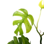 Rhaphidophora tetrasperma variegata - L