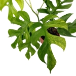 Rhaphidophora tetrasperma variegata - L