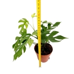 Rhaphidophora tetrasperma variegata - L