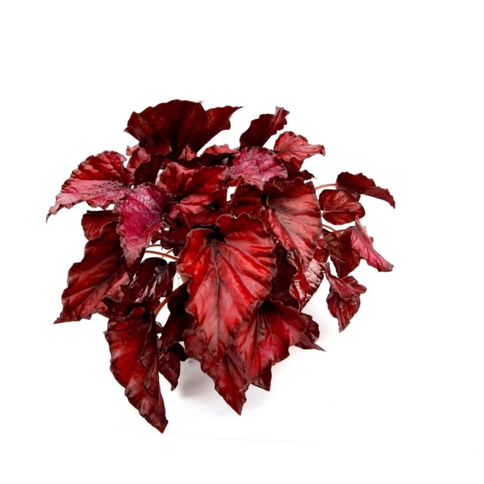 Begonia Red Bull - XL