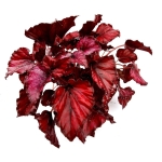 Begonia Red Bull - XL