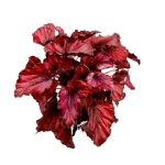 Begonia Red Bull - XL