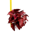 Begonia Red Bull - XL