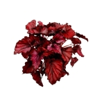 Begonia Red Bull - XL