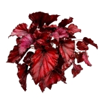Begonia Red Bull - XL