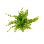 Nephrolepis exaltata Blue Bell - S