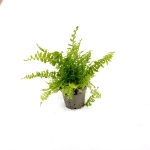 Nephrolepis exaltata Blue Bell - S
