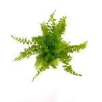 Nephrolepis exaltata Blue Bell - S