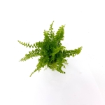 Nephrolepis exaltata Blue Bell - S