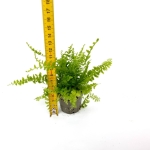 Nephrolepis exaltata Blue Bell - S