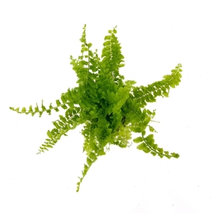 Nephrolepis exaltata Blue Bell