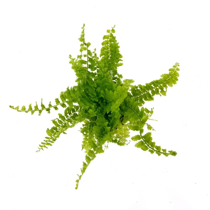 Nephrolepis exaltata Blue Bell - S