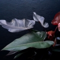 Philodendron Lisa / Majesty